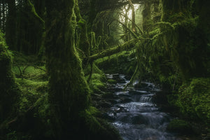 framedposter-print-hidden-wood-x