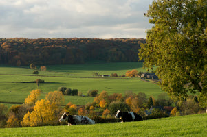 modern-3-piece-acrylic-print-pasture-in-the-golden-fall