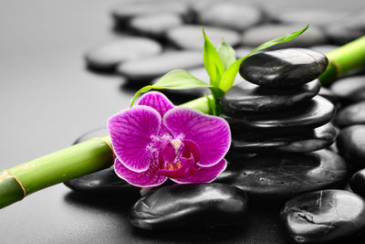 poster-print-feng-shui-orchid