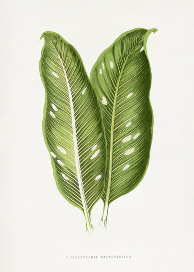 poster-print-green-dieffenbachia-baraquiniana