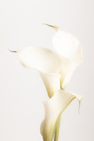 framedposter-print-white-calla-lily-no-3