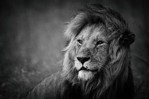 framedposter-print-regal-x