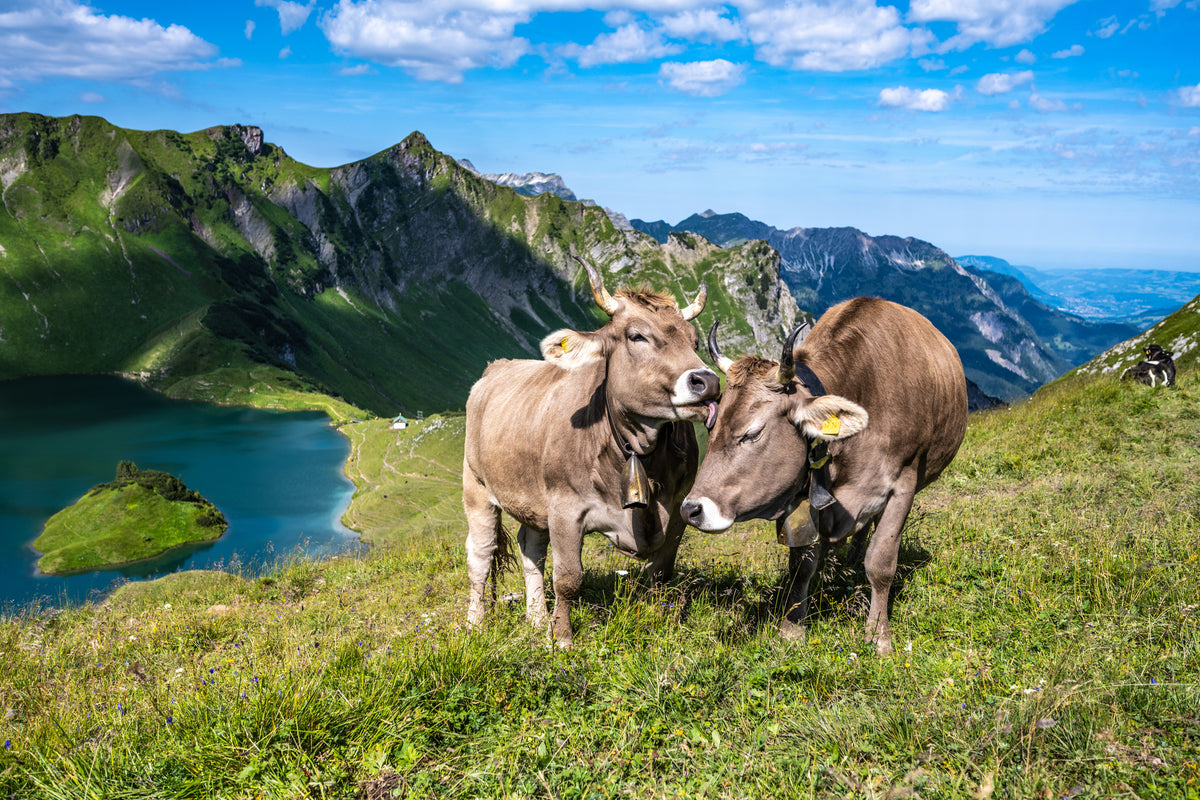 modern-3-piece-canvas-print-cows-caressing-and-grooming
