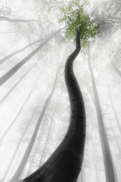 poster-print-rising-through-the-mist