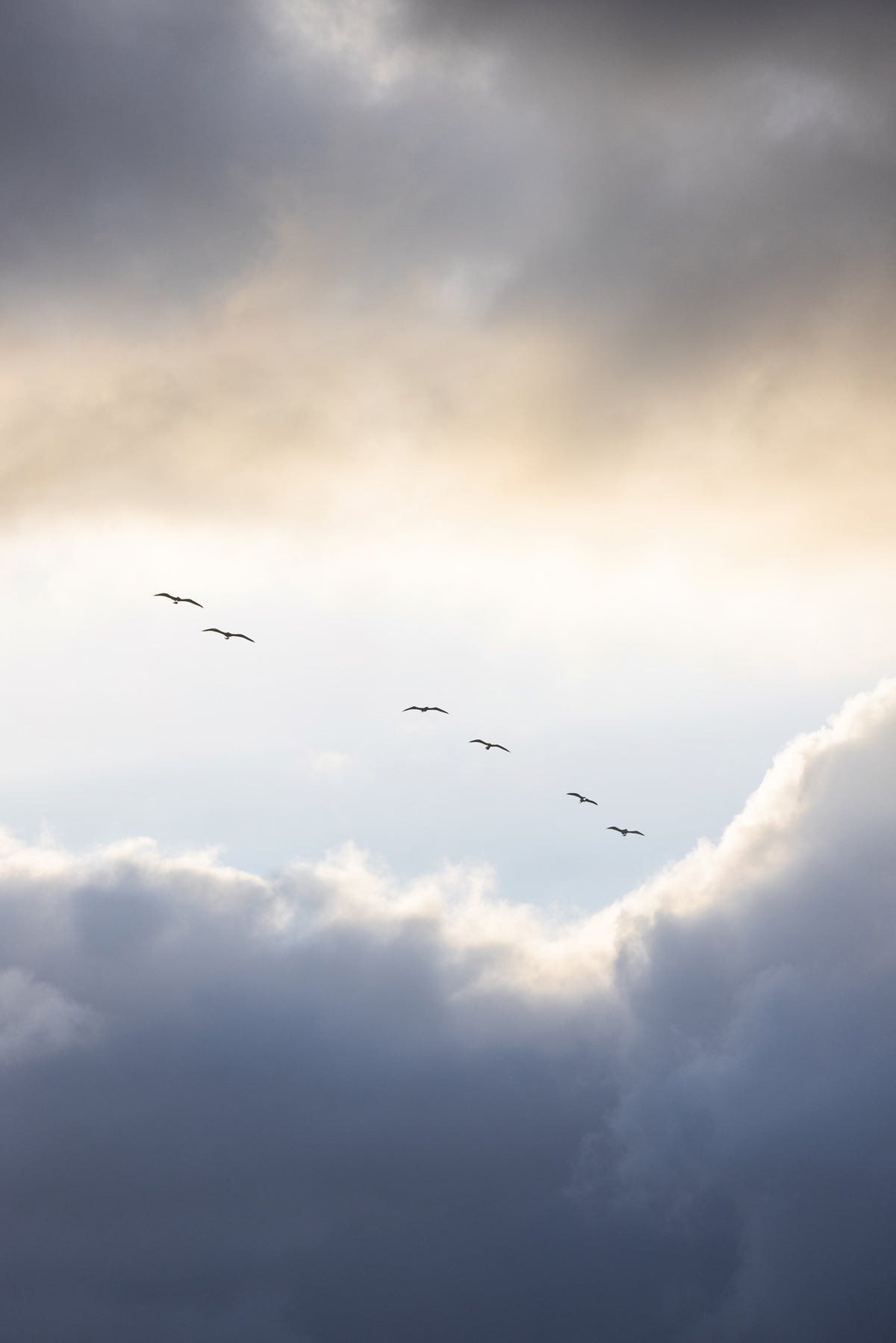 framedposter-print-flying-high-10