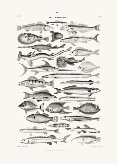 poster-print-sealife-i