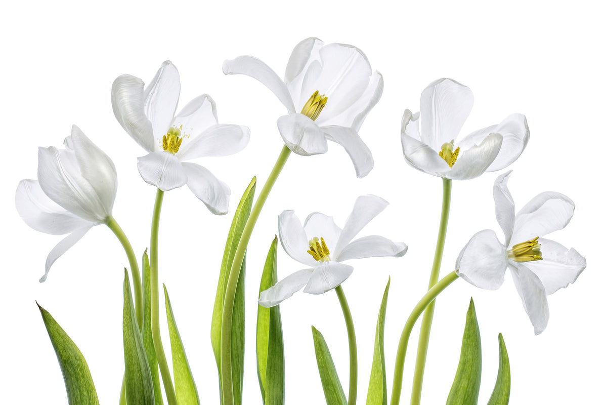acrylic-print-white-tulips-x