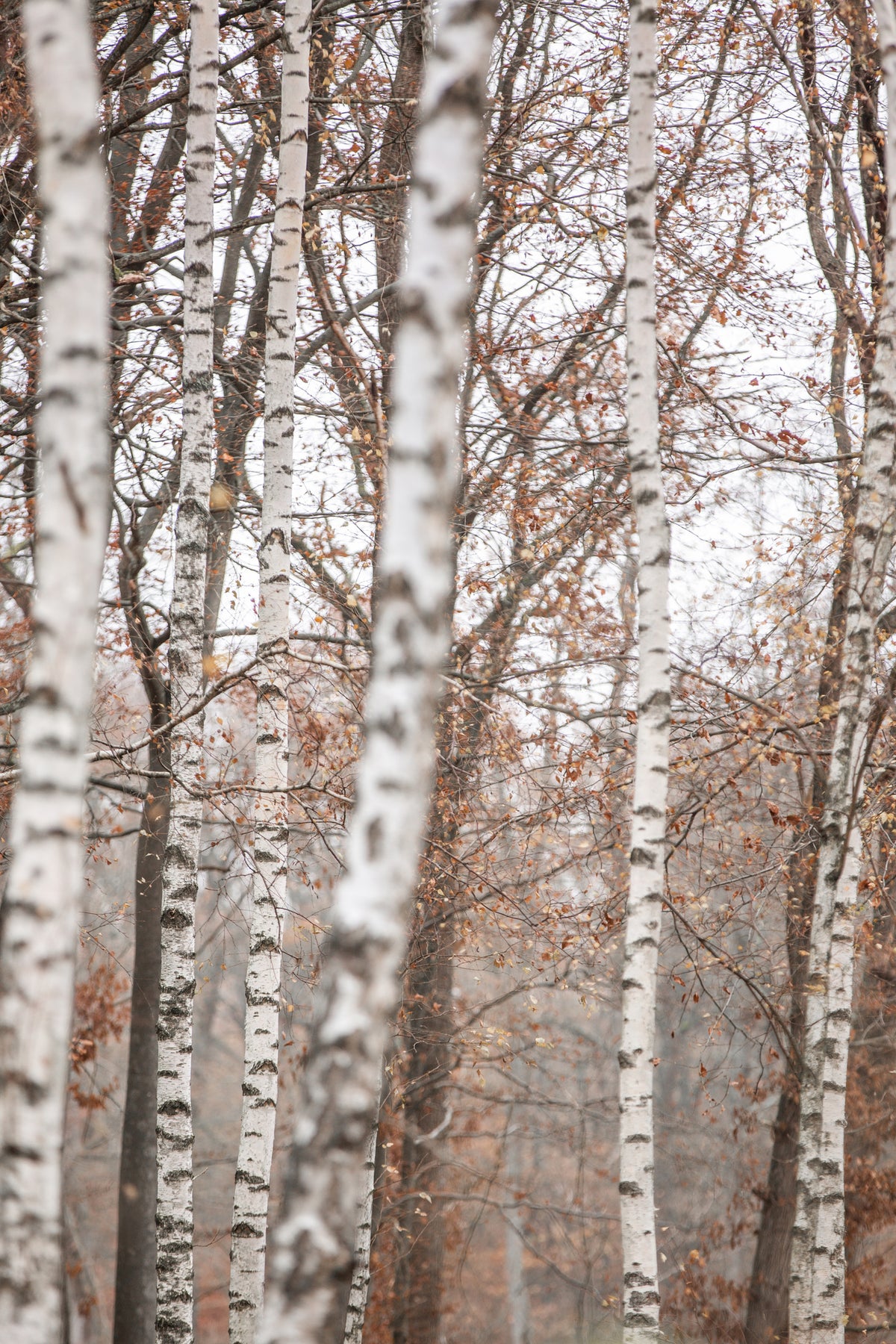 aluminium-print-birch-trees-6