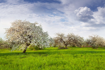poster-print-apple-tree-garden