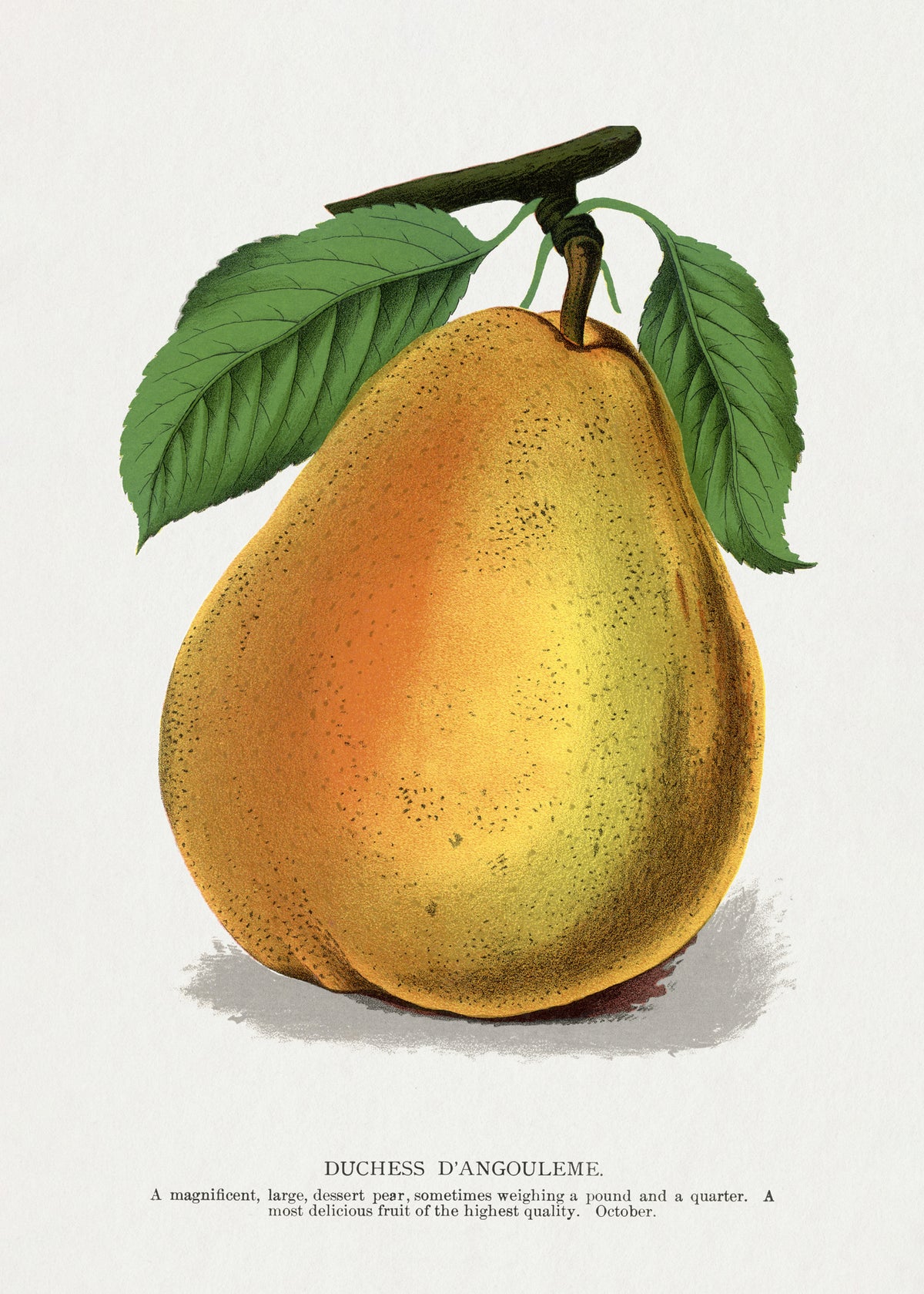 acrylic-print-duchess-dangouleme-pear-lithograph
