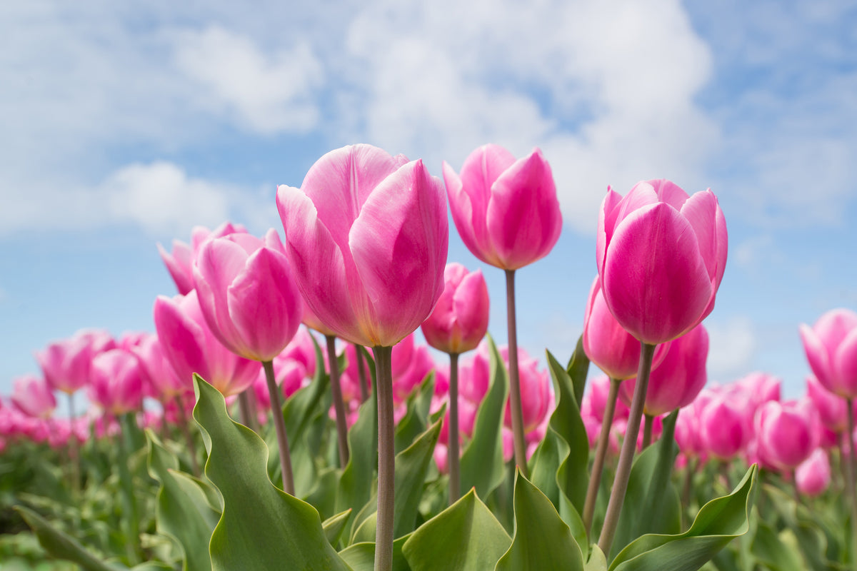 3-piece-canvas-print-tulip-field-in-pink