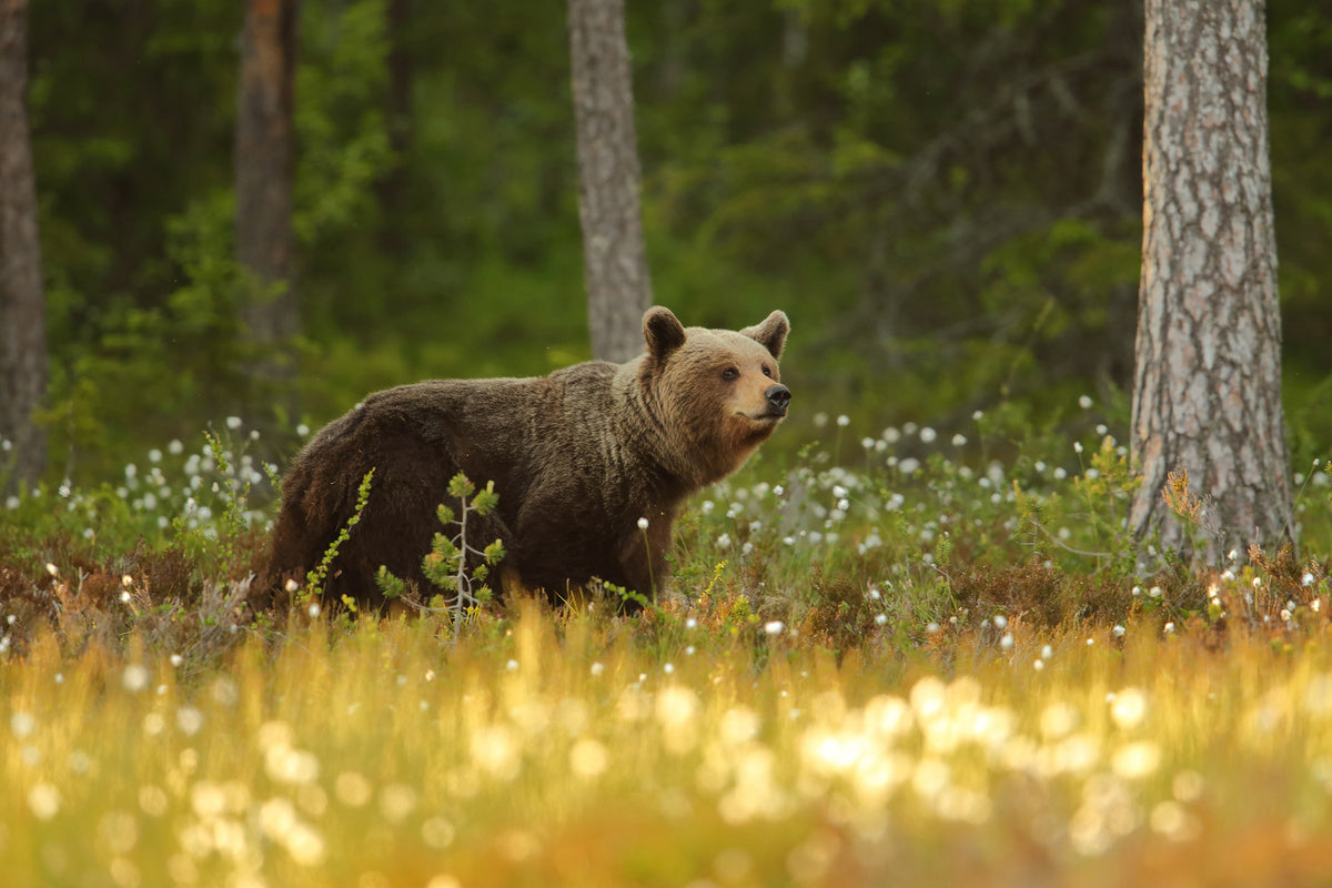 aluminium-print-brown-bear-x