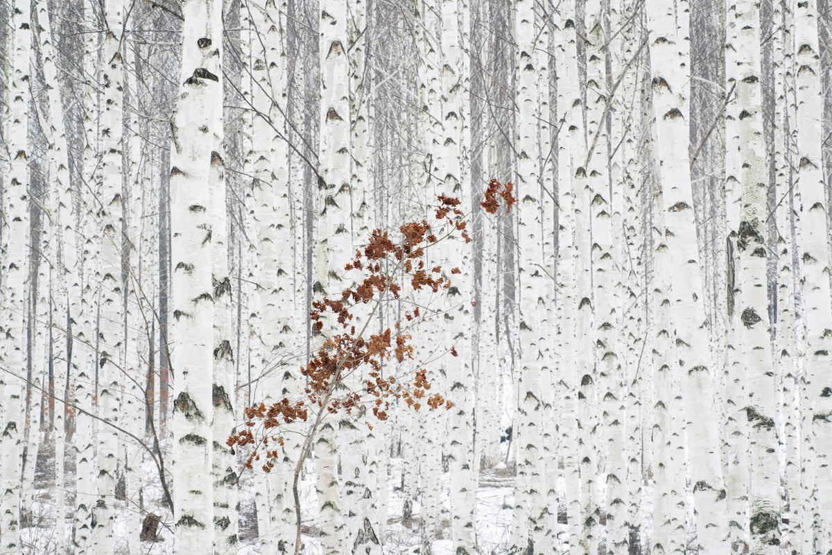 framedcanvas-print-from-white