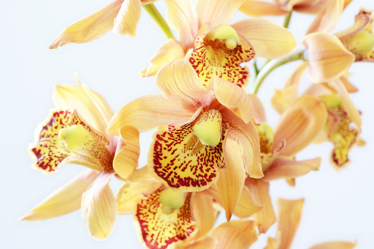 3-piece-acrylic-print-yellow-orchid