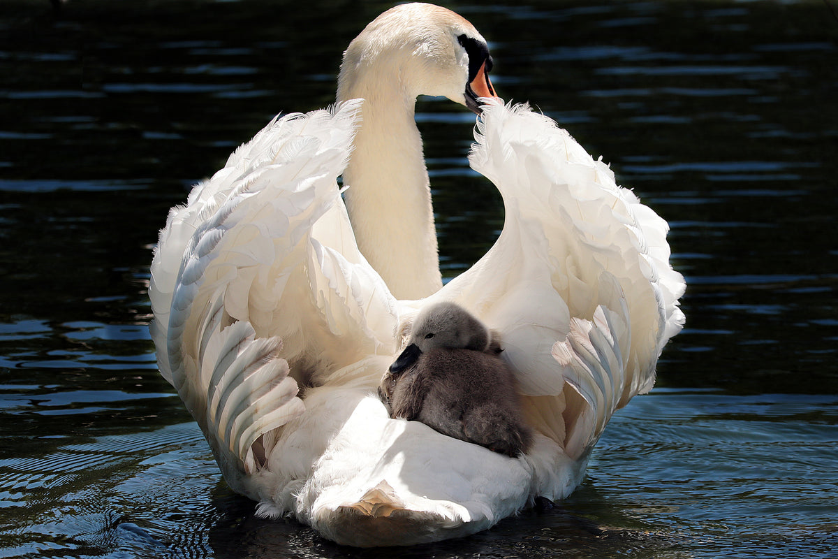 aluminium-print-mom-and-baby-swan