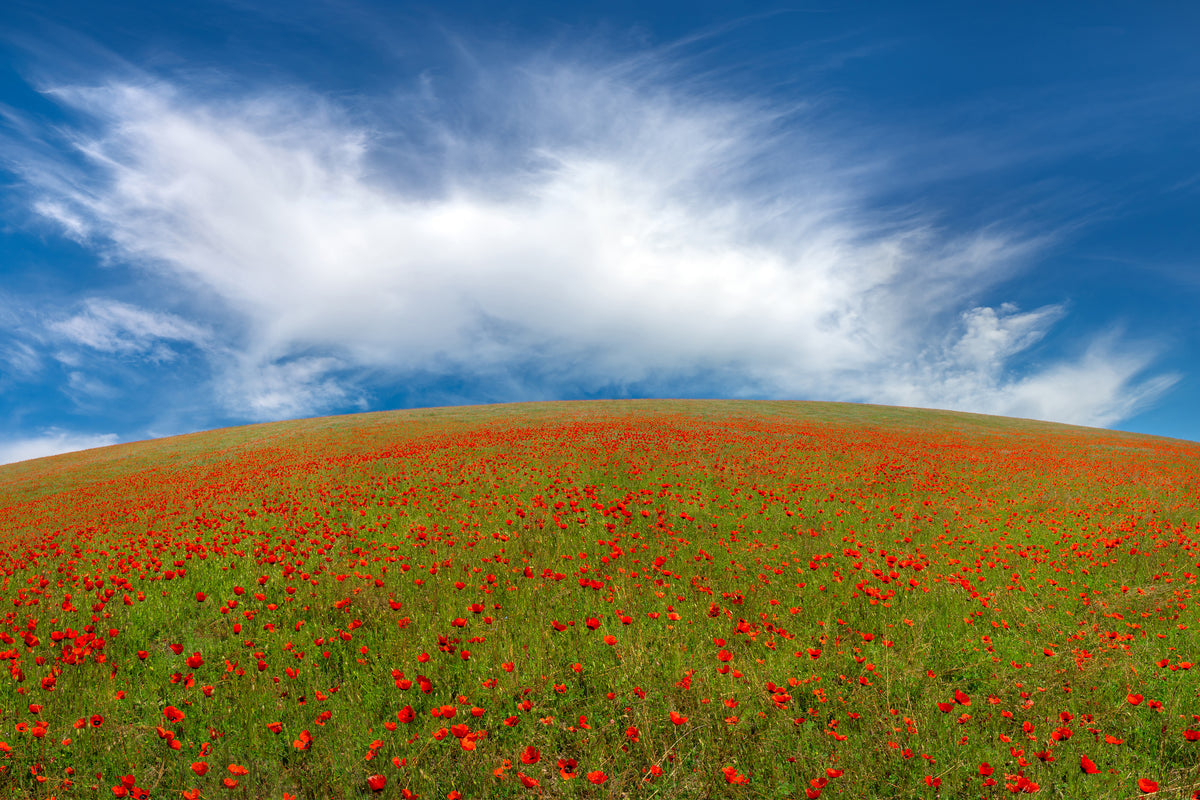 aluminium-print-red-poppies