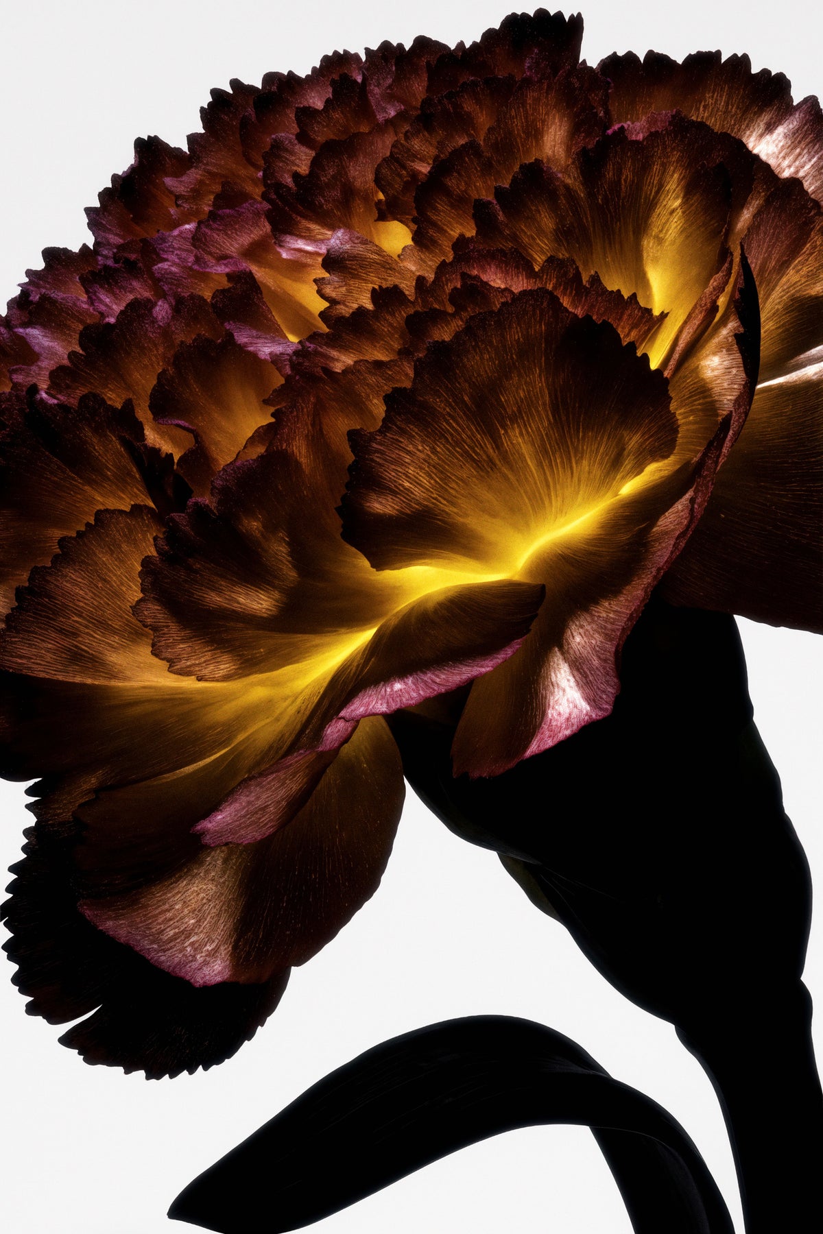 canvas-print-lightfall-florals-saffron-fringe
