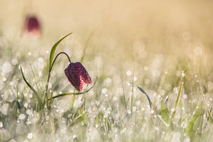 framedposter-print-morningdew