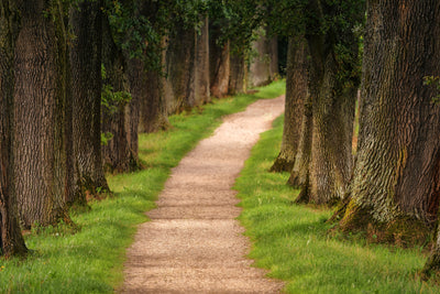 poster-print-a-path-in-the-forest