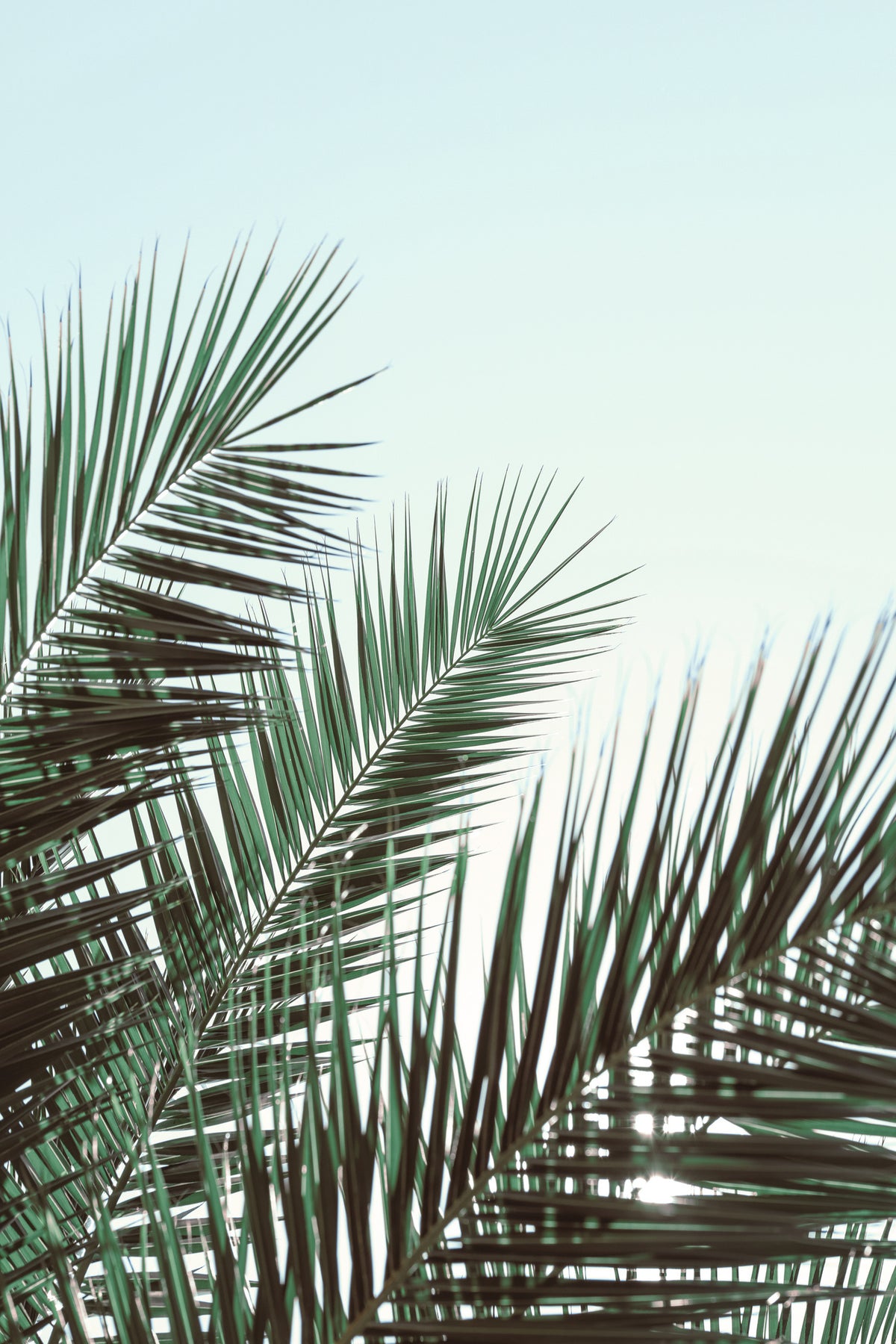 aluminium-print-palm-leaves-sky-1