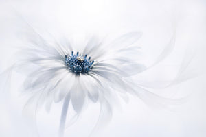 framedposter-print-serenity-4