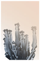 acrylic-print-cactus-silhouettes