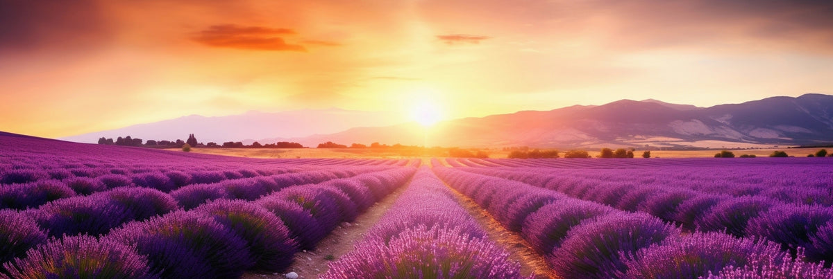 panoramic-3-piece-canvas-print-lavender-field-at-sunset