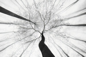 framedposter-print-spring-visit-to-the-forest