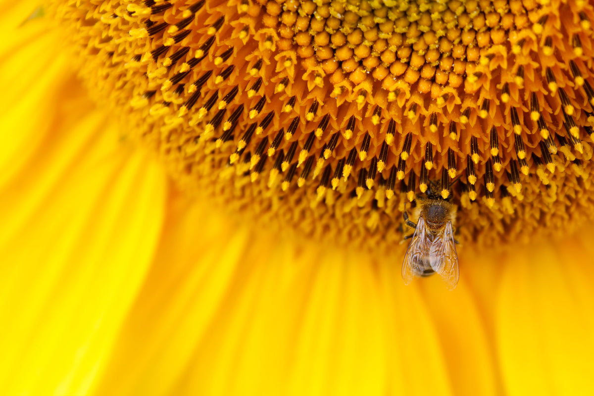 canvas-print-close-up-yellow-bud
