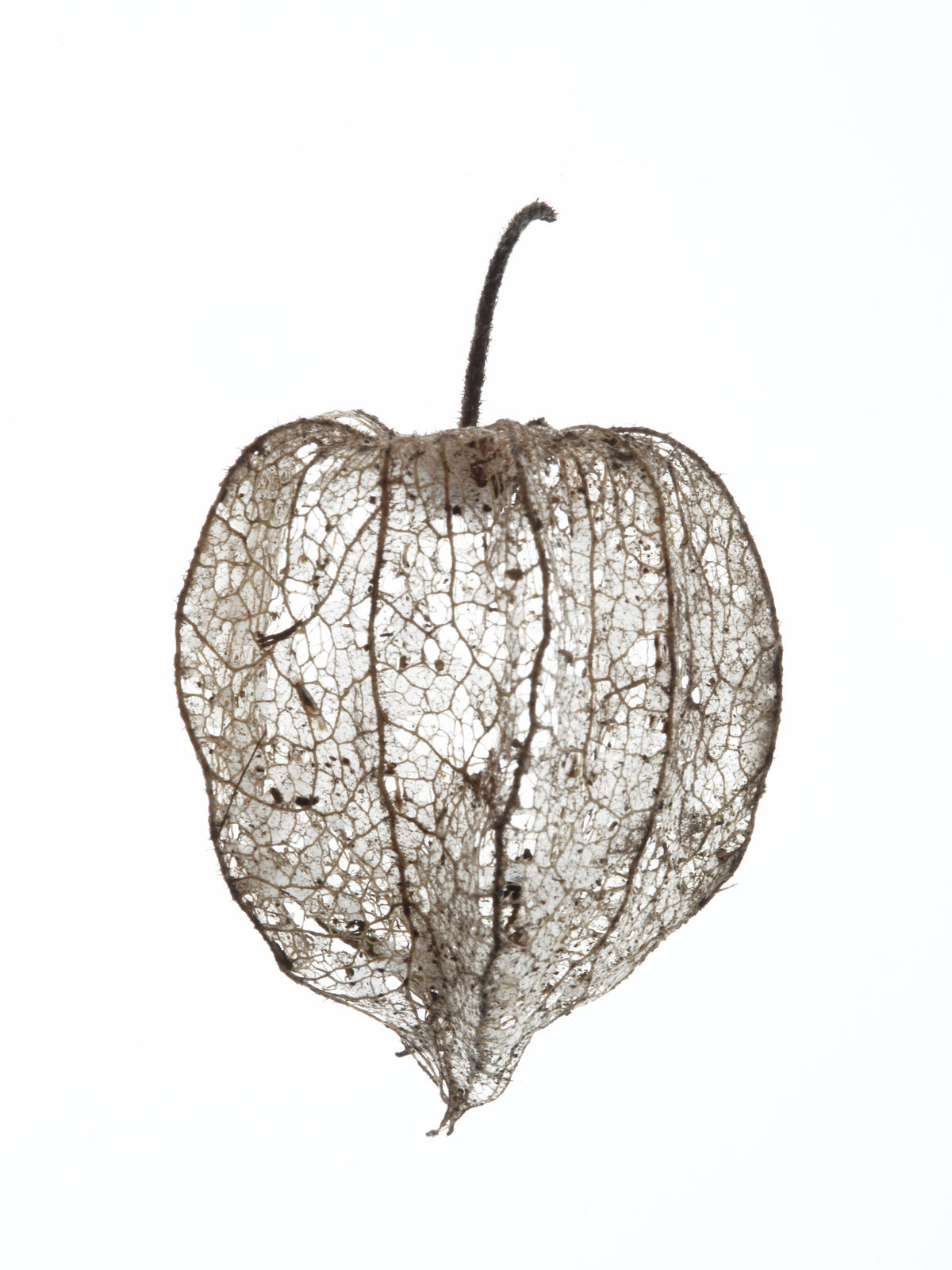 framedposter-print-fragile-nature039s-veil