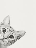 framedcanvas-print-curious-cat