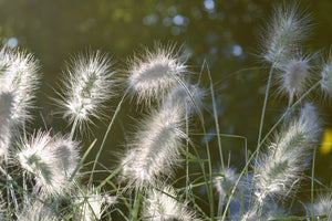 canvas-print-ornamental-grasses-in-xl