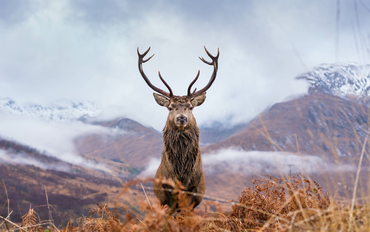framedcanvas-print-monarch-of-the-glen-qbh0l