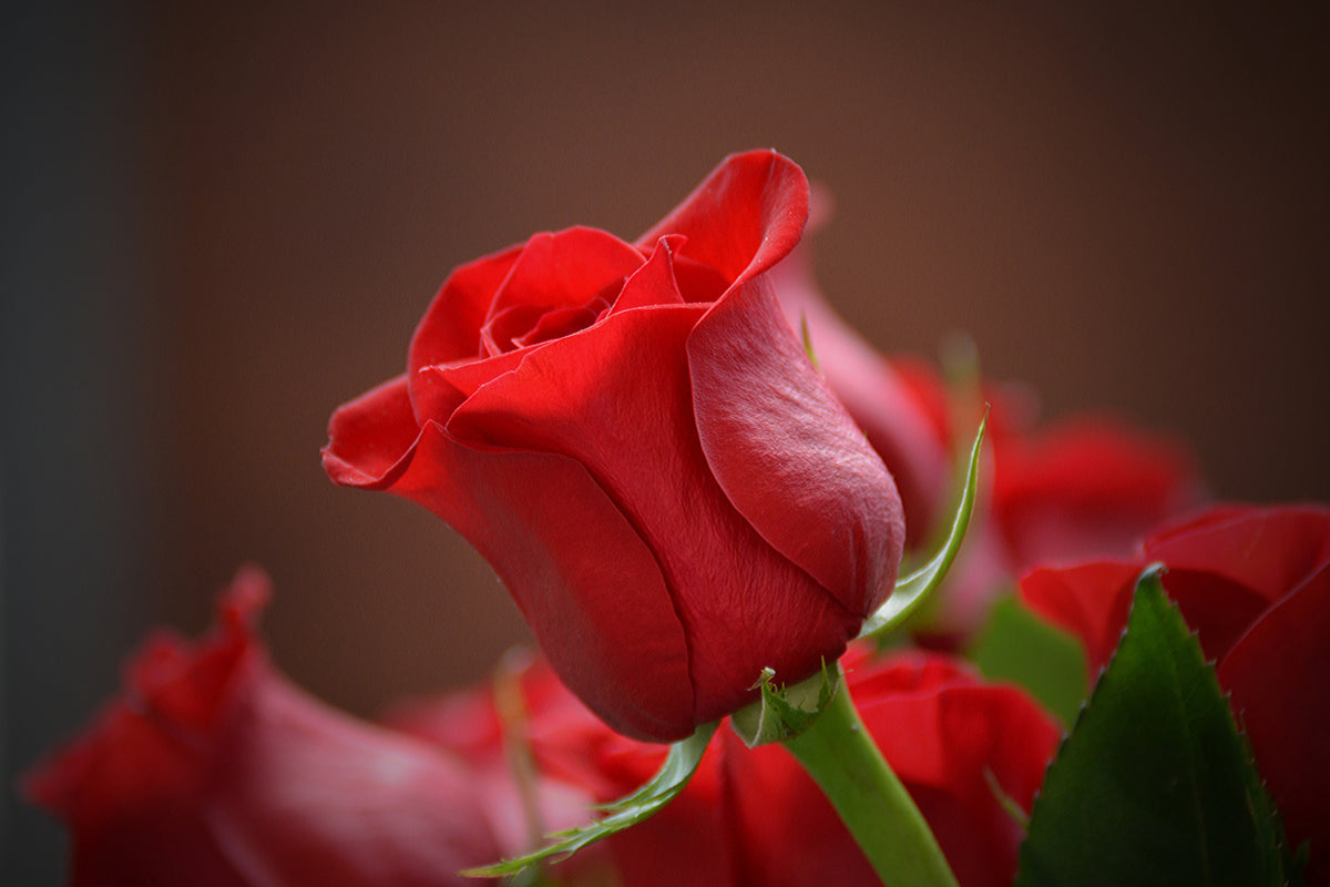 3-piece-canvas-print-red-rose-in-xl