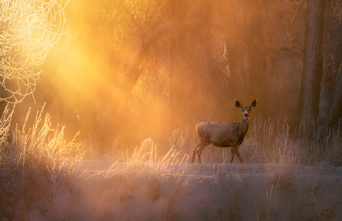 framedposter-print-good-morning-3