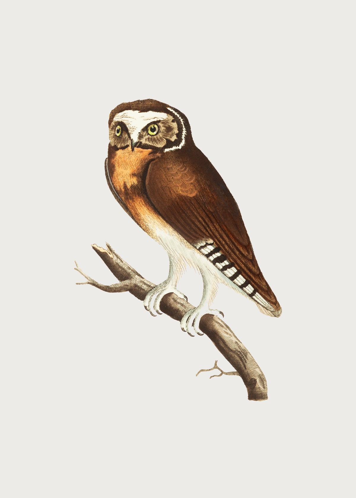 framedcanvas-print-white-fronted-owl