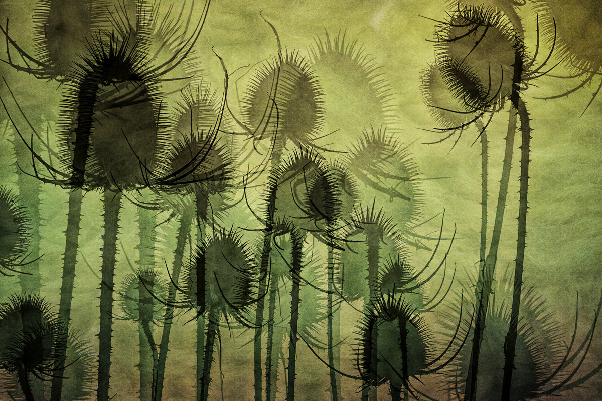 framedposter-print-wild-teasel