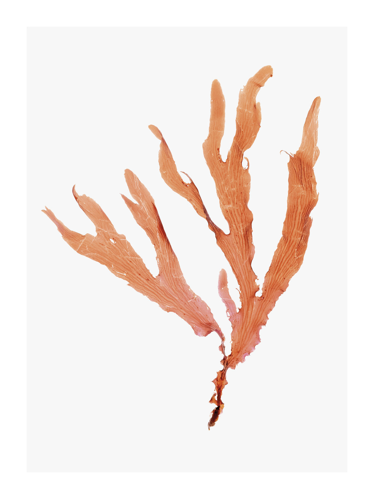 canvas-print-seaweed-2