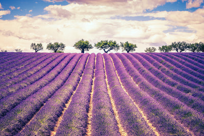 poster-print-the-lavender-field-ii