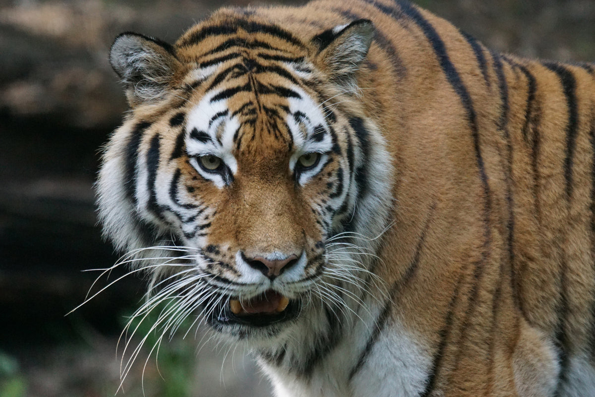 framedcanvas-print-xl-tiger