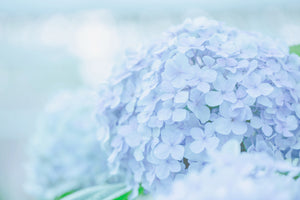 framedcanvas-print-the-hydrangea