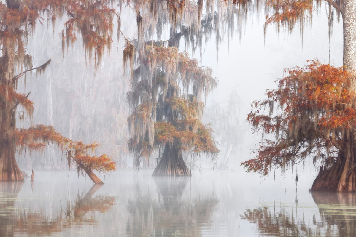 acrylic-print-mysty-bayou-x