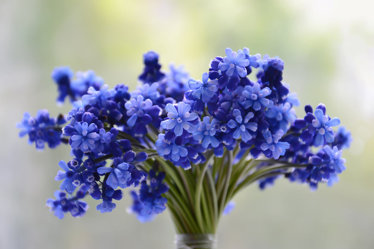 acrylic-print-a-bouquet-of-flowers