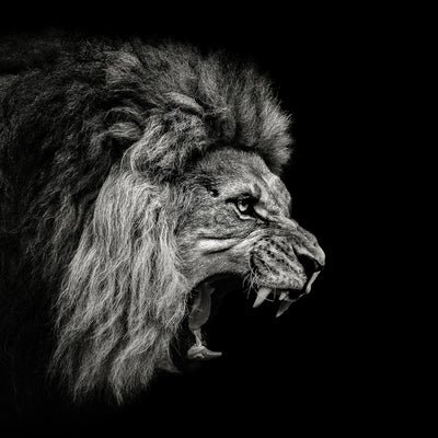 poster-print-roaring-lion-2-x