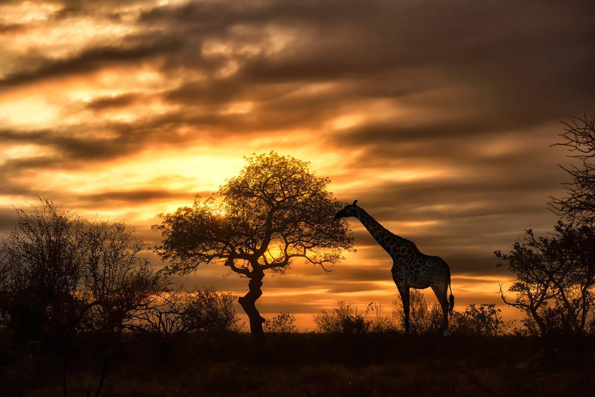 acrylic-print-african-dreams
