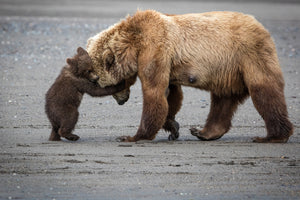 3-piece-canvas-print-a-little-bear-hug