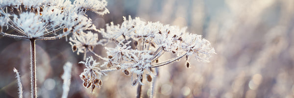 panoramic-3-piece-canvas-print-hoar-frost