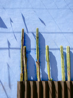 canvas-print-tall-cacti-oaxaca-mexico-travel-photography