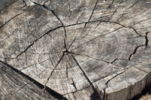 3-piece-canvas-print-the-tree-rings