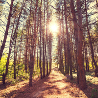 4-piece-acrylic-print-light-at-the-end-of-the-forest-path